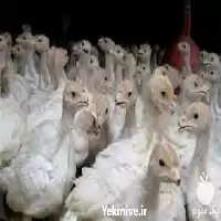 بوقلمون گوشتی ارزان تر از همه در تهران در گروه مرغ و خروس و بوقلمون و اردک قو قاز در یکمیوه