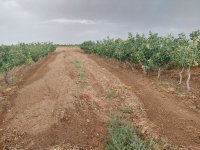 اکبری و احمداقایی پیش فروش میکنم در قم در گروه خرید و فروش پسته در یکمیوه