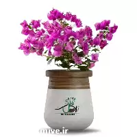 فروش عمده گیاه گل کاغذی در گروه خرید و فروش گیاهان زینتی در یکمیوه