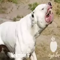 مرکز تخصصی فروش سگ نگهبان در گروه سگ و گربه در یکمیوه