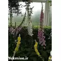 مشاوره باغداری و خدمات باغبانی در گروه خدمات باغبانی در یکمیوه