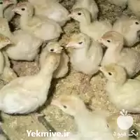توزیع جوجه گوشتی در سراسر کشور در تهران در گروه مرغ و خروس و بوقلمون و اردک قو قاز در یکمیوه