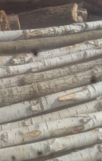 چوب میوه ای باغی چنار گیلاس در چوبر در گروه خرید و فروش انواع چوب در یکمیوه