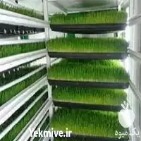 آموزش تخصصی علوفه هیدروپونیک در تهران در گروه دوره آموزش کشاورزی در یکمیوه