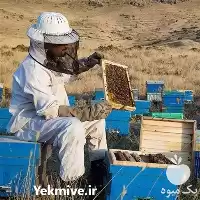 آموزش پرورش زنبور عسل حضوری آنلاین در گروه دوره آموزش کشاورزی در یکمیوه