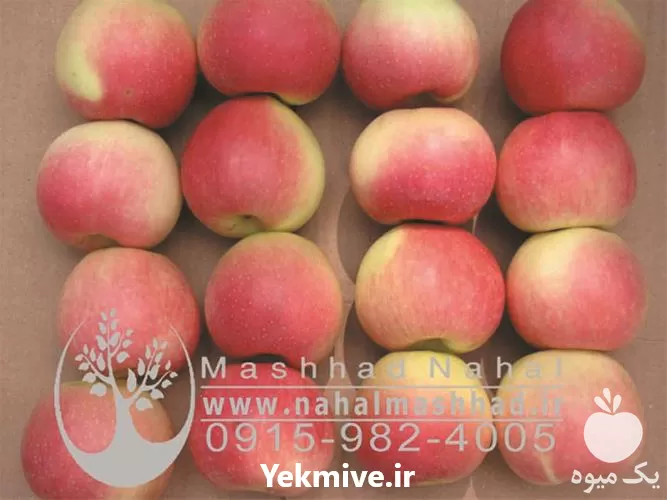 فروش نهال سیب گلاب در گروه خرید و فروش نهال میوه در یکمیوه -عکس1