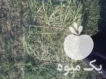 خرید یونجه پرس خشک خالص ناخالص در گروه خوراک دام و طیور در یکمیوه -عکس1