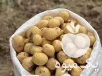 خرید بذر سیب زمینی جیلی و بامبا در آبسرد در گروه خرید و فروش سیب زمینی در یکمیوه -عکس1