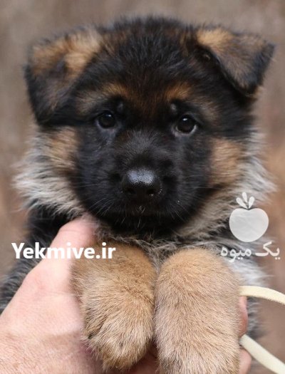ژرمن شپرد شکاری در تهران در گروه سگ و گربه در یکمیوه -عکس1