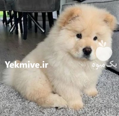 فروش چاو چاو ماده اصیل در تهران در گروه سگ و گربه در یکمیوه -عکس1