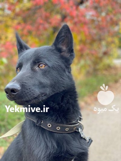 فروش توله ژرمن بلک در گروه سگ و گربه در یکمیوه -عکس1
