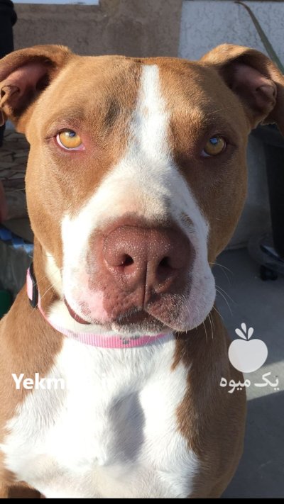 فروش سگ نژاد دار پیت بول در تهران در گروه سگ و گربه در یکمیوه -عکس1