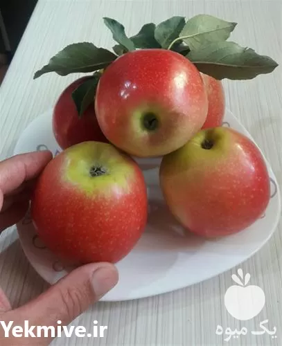 خرید نهال سیب دو رنگ فرانسوی در گروه خرید و فروش نهال میوه در یکمیوه -عکس1