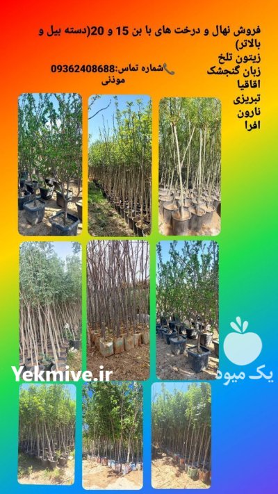 انواع نهال زینتی غیر مثمر فضای در گروه خرید و فروش نهال در یکمیوه -عکس1