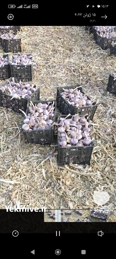 سیر صادراتی قرمز در گروه خرید و فروش سیر در یکمیوه -عکس1