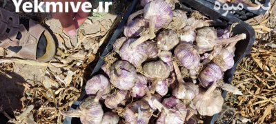 سیر صادراتی قرمز در گروه خرید و فروش سیر در یکمیوه -عکس2