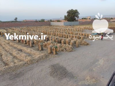 سیر صادراتی قرمز در گروه خرید و فروش سیر در یکمیوه -عکس3