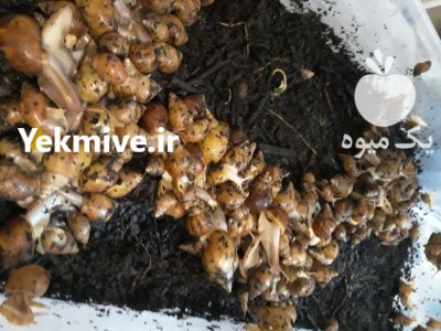 فروش حلزون البینو در بابلسر در گروه انواع محصولات شیلات در یکمیوه -عکس2