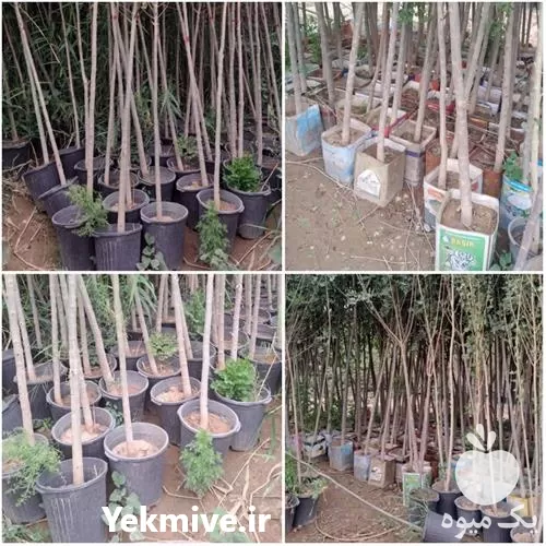 قیمت نهال درخت زبان گنجشک بن در گروه خرید و فروش نهال درخت در یکمیوه -عکس1