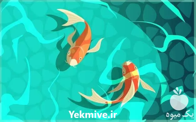 فروش خوراک اکسترود ماهی کوی گلدفیش در گروه خوراک شیلات و آبزیان در یکمیوه -عکس1