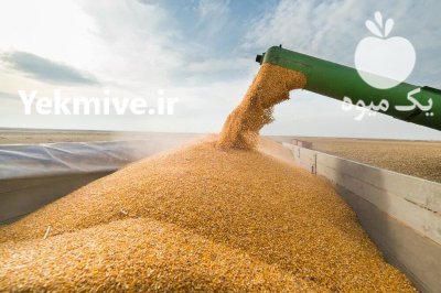 گندم تازه درو شده در آذربایجان غربی در گروه خرید و فروش گندم و جو در یکمیوه -عکس1