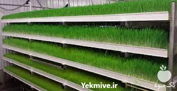 قیمت خرید پرورش علوفه هیدروپونیک تخصصی در تهران در گروه دوره آموزش کشاورزی در یکمیوه -عکس1
