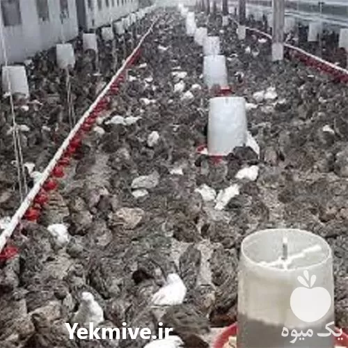 دوره آموزش پرورش بلدرچین گوشتی تخم در تهران در گروه دوره آموزش کشاورزی در یکمیوه -عکس1