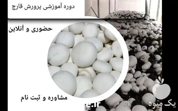 آموزش گام به گام پرورش قارچ در تهران در گروه دوره آموزش کشاورزی در یکمیوه -عکس1