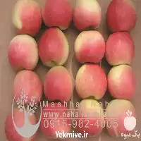 فروش نهال سیب گلاب در گروه خرید و فروش نهال میوه در یکمیوه