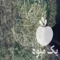 خرید یونجه پرس خشک خالص ناخالص در گروه خوراک دام و طیور در یکمیوه