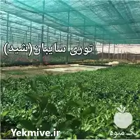 فروش راشل توری خرمایی در تهران در گروه خرید و فروش توری گلخانه در یکمیوه