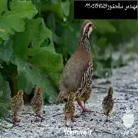 فروش جوجه کبک در فارس در گروه مرغ و خروس و بوقلمون و اردک قو قاز در یکمیوه