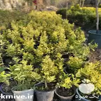 قیمت خرید شمشاد کرتی در گیلان در گروه خرید و فروش گیاهان زینتی در یکمیوه