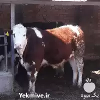 فروش گوساله سیمینتال در گروه گاو و گوسفند و میش و بز کهره گوساله در یکمیوه