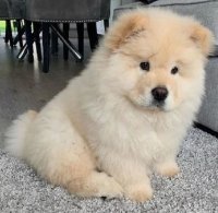 فروش چاو چاو ماده اصیل در تهران در گروه سگ و گربه در یکمیوه