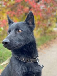 فروش توله ژرمن بلک در گروه سگ و گربه در یکمیوه