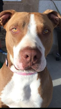 فروش سگ نژاد دار پیت بول در تهران در گروه سگ و گربه در یکمیوه