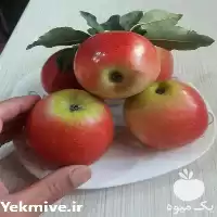 خرید نهال سیب دو رنگ فرانسوی در گروه خرید و فروش نهال میوه در یکمیوه
