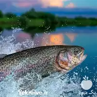 پرورش ماهی قزل گام به گام در تهران در گروه دوره آموزش کشاورزی در یکمیوه