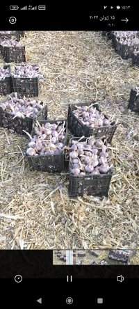 سیر صادراتی قرمز در گروه خرید و فروش سیر در یکمیوه