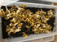 فروش حلزون البینو در بابلسر در گروه انواع محصولات شیلات در یکمیوه