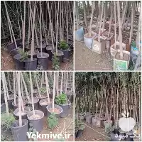 قیمت نهال درخت زبان گنجشک بن در گروه خرید و فروش نهال درخت در یکمیوه