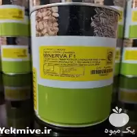 فروش بذر پیاز مینروا قوطی در کرمان  در گروه خرید و فروش بذر پیاز در یکمیوه