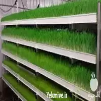 قیمت خرید پرورش علوفه هیدروپونیک تخصصی در تهران در گروه دوره آموزش کشاورزی در یکمیوه