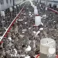 دوره آموزش پرورش بلدرچین گوشتی تخم در تهران در گروه دوره آموزش کشاورزی در یکمیوه