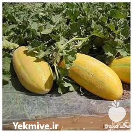 خریدبذر خربزه خاتونی مینو هلندی در تهران در گروه خرید و فروش بذر خربزه در یکمیوه -عکس1