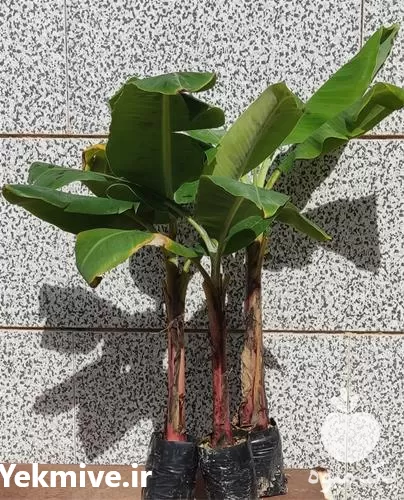 قیمت خرید نهال موز در اصفهان در گروه خرید و فروش نهال موز در یکمیوه -عکس1