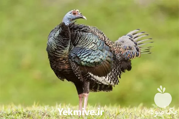 تا صد دوره آموزشی پرورش بوقلمون در گروه دوره آموزش کشاورزی در یکمیوه -عکس1