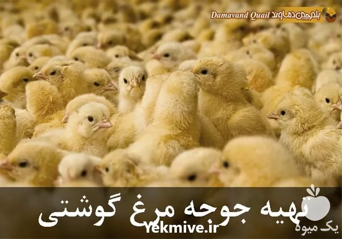 فروش جوجه یک روزه در آذربایجان غربی در گروه مرغ و خروس و بوقلمون و اردک قو قاز در یکمیوه -عکس1