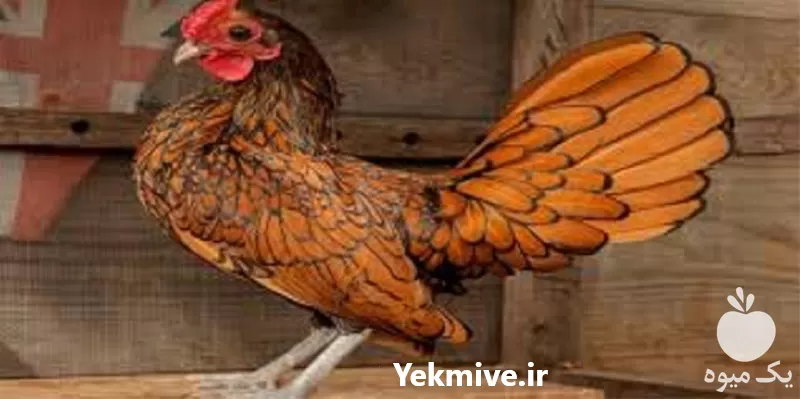 قیمت خرید آموزش پرورش مرغ زینتی در تهران در گروه دوره آموزش کشاورزی در یکمیوه -عکس1